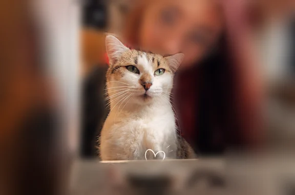 Chat perdu, Paris, photo: Chat perdu, Rue des Bois Grands, 31, Varetz, Paris - femelle, en gestation