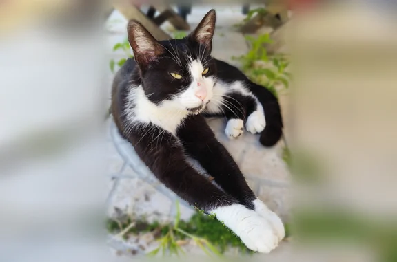 Animaux trouvés Bû, photo: Chat trouvé, Rue des Noblets, 2B, Bû - femelle, jeune, très sociable