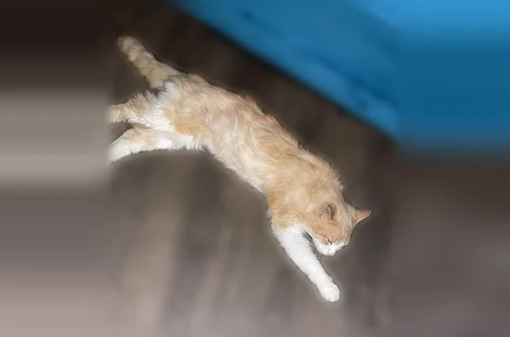 Animaux perdus Paris, photo: Chat perdu mâle, Rannée, Bretagne, Paris - beige et blanc