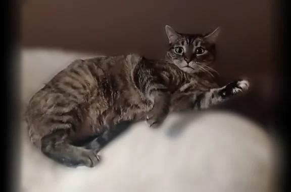 Animaux perdus Rouvroy, photo: Chat perdu femelle, Résidence les Peupliers, 65, Rouvroy - collier avec médaille