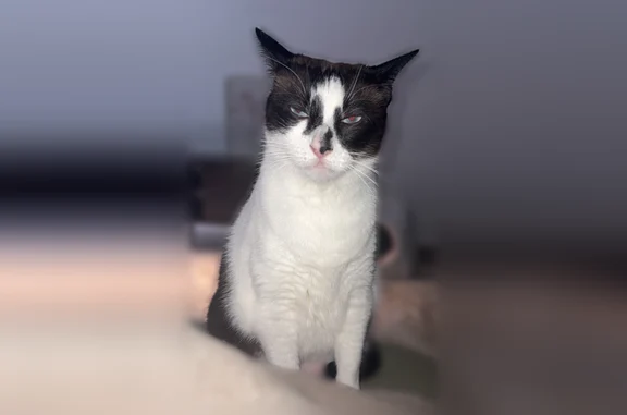 Chat perdu, Paris, photo: Chat perdu mâle, Rue de Marly, 96, Montigny-lès-Metz, Paris - yeux bleus, ventre rasé