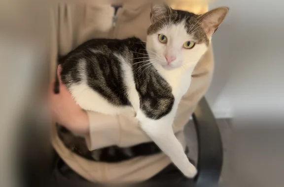 Chat perdu, Villiers-sur-Marne, photo: Chat perdu mâle, Rue Pierre Varin de la Bruneliere, 29, Rennes - blanc et tigré gris