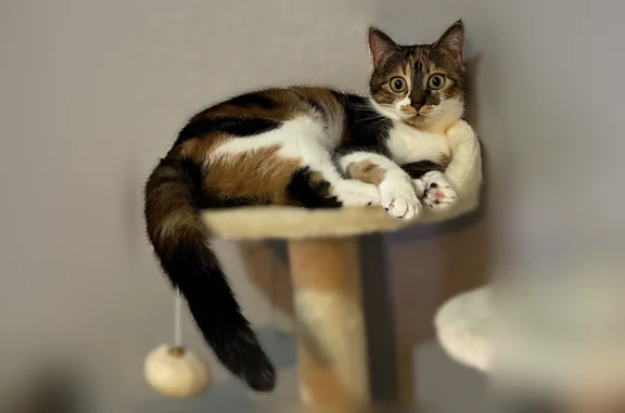 Animaux perdus Paris, photo: Chat perdu, Rue de Paris, 4 Bis, Paris - femelle très craintive