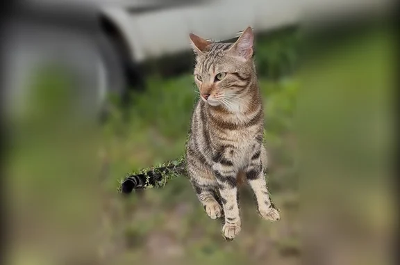 Chat perdu mâle, Chemin du Moulin, 42, Mons - tigré aux pattes - photo