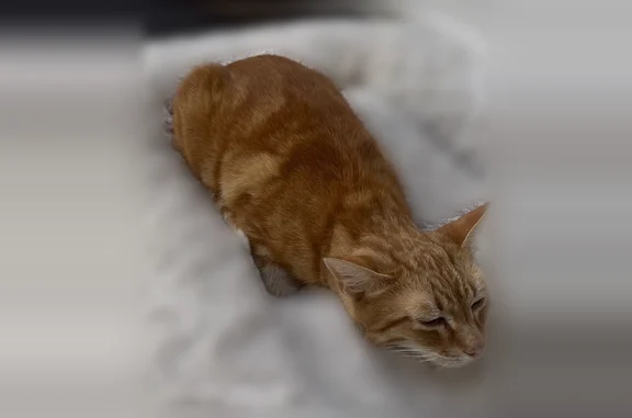 Chat perdu mâle, Rue Marceau, 25, Fontenay-sous-Bois, Montreuil - roux, cicatrice sur le nez - photo
