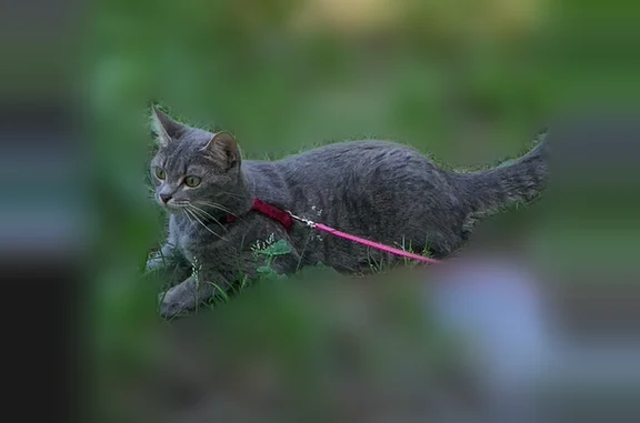 Chat perdu, Rue Camille Perdriau, 1, Trélazé - femelle, petit chat gris aux yeux verts - photo