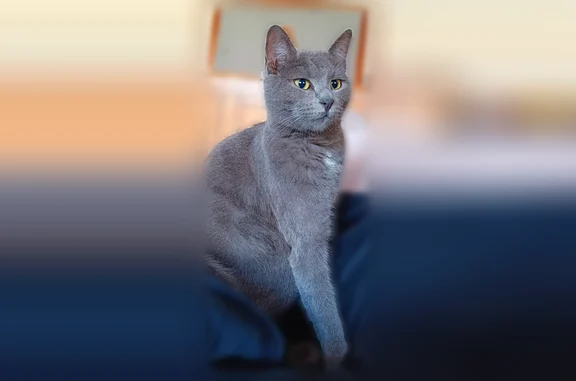 Chat perdu mâle, Rue Du Baresquit, 20, Mimizan - tache blanche sous le cou - photo