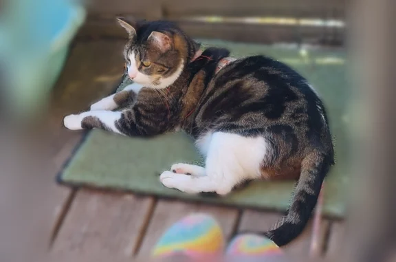 Chat trouvé Bouilly, photo: Chat perdu, femelle, Rue du Viard, 7B, Assenay, Bouilly — blanche et tigrée