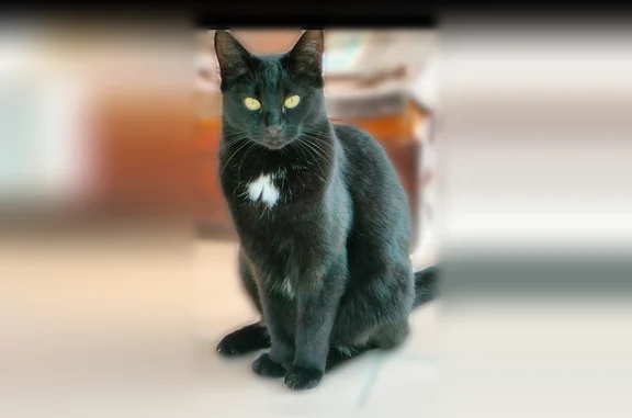 Animaux perdus Pierrefeu-du-Var, photo: Chat perdu femelle, Impasse des Safranés, 24, Pierrefeu-du-Var - tache blanche en forme de cœur