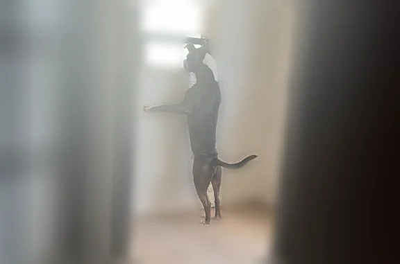 Missing dog Male, Mesa (usl538187) - photo