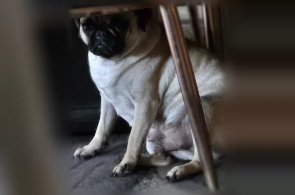 Lost dog, Bernay Court, 2334, Stockton - female, tan or light brown, no collar - photo