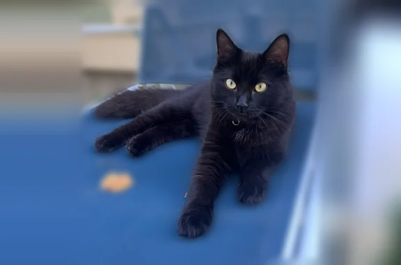 Lost cat, Pinewood Avenue, 35, Sudbury, West Concord - female, black domestic long hair - photo