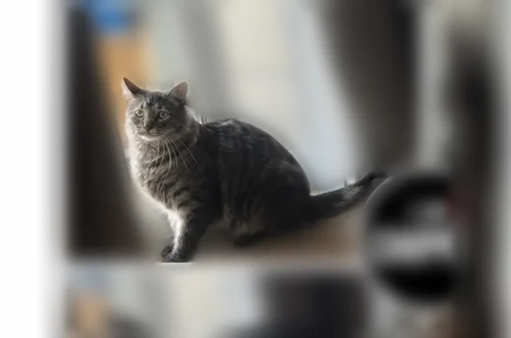 Lost pets Mission, photo: Lost cat, Glenwood Street, 4862, Mission - male, long-haired grey cat with a long furry tail