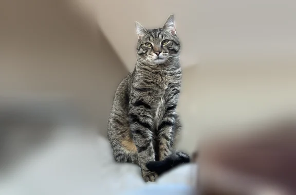 Animaux perdus Vitry-en-Artois, photo: Chat perdu mâle, Rue de l'École Maternelle, 28, Vitry-en-Artois - craintif, pucé