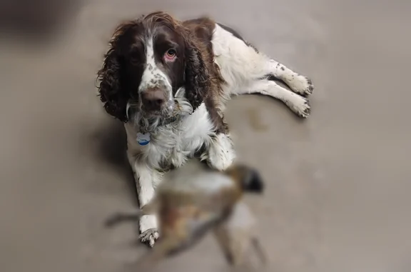 Lost dog, Little Valley, Olean - male Springer Spaniel with a blue collar - photo