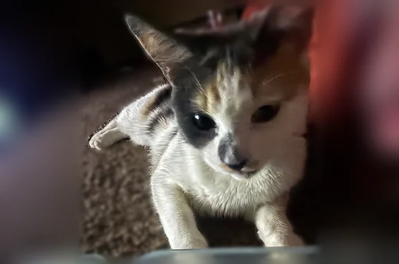 Lost pets Blaine, photo: Lost cat, Jefferson Street Northeast, 8937, Blaine - female calico, sticks and leaves on back legs and butt