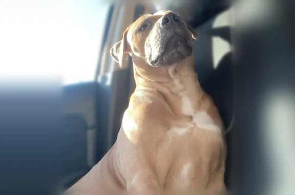 Lost dog, Stephenson Street, 2544, Dallas - photo