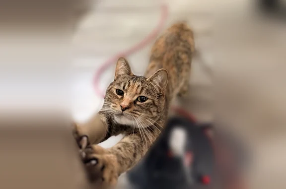 Lost pets Warren, photo: Lost cat, Rivard Avenue, 6749, Warren - female tabby tortie with a purple collar