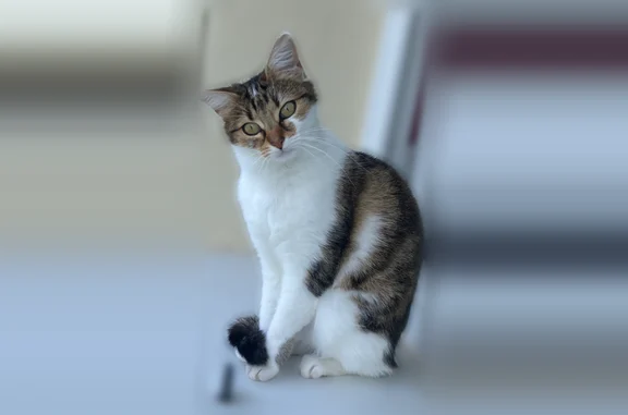 Animaux perdus Égly, photo: Chat perdu, Grande Rue, 2, Avrainville, Égly - femelle, de petite taille et fine