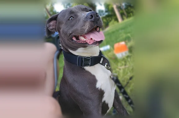 Missing dog Little Rock, photo: Missing dog Male, Little Rock (usl538208)