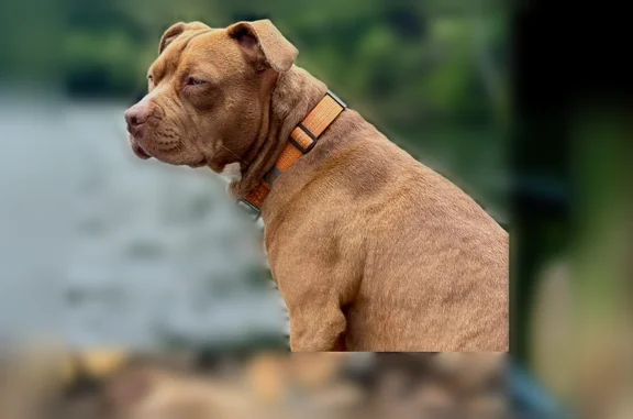 Lost Dog, Mattison Road, 761, Pownal - female, orange collar - photo
