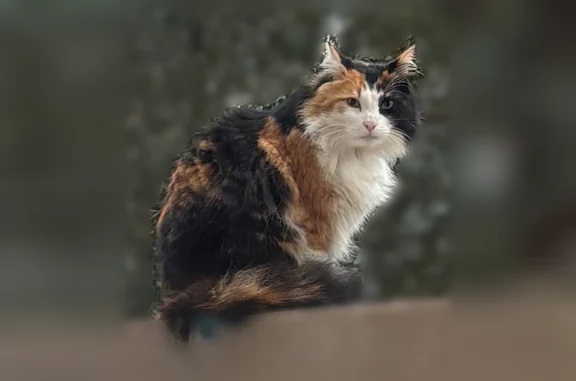 Animaux perdus Fréjus, photo: Chat perdu, femelle, Avenue Henri Giraud, 441, Fréjus - tricolore