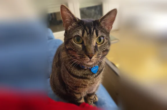 Animaux perdus Évry, photo: Chat perdu mâle, Rue de l'École, 4, Évry, Évry - tigré avec collier bleu