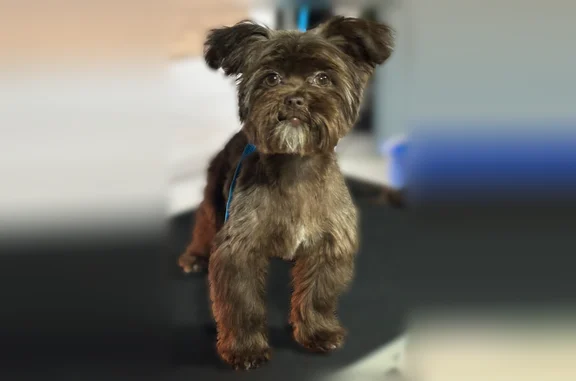 Lost pets Surfside Beach, photo: Lost dog, Powdersville, South Carolina, Surfside Beach