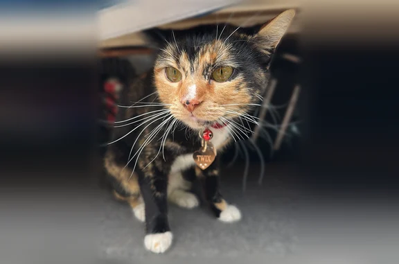 Lost pets Miami, photo: Lost cat, Northwest 159th Street, 225, Miami - female calico tortoiseshell with white paws