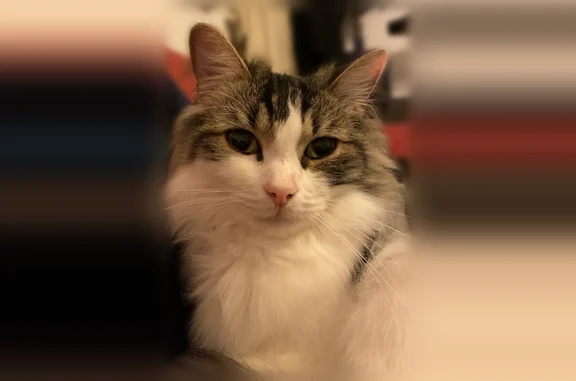 Animaux perdus Paris, photo: Chat perdu mâle, Reichstett, Grand Est, Paris - petit tigre, peureux