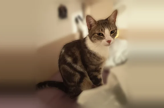 Animaux perdus Ceyrat, photo: Chat perdu mâle, Allée Pablo Picasso, Ceyrat, Marseille - gris et blanc