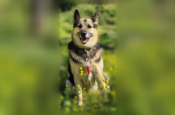 Lost dog, West Creek Road, 593, Oneida, Nashville - male, may be injured - photo