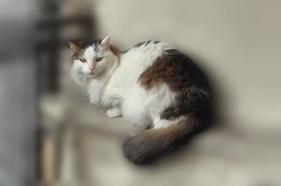 Animaux perdus Saint-Denis, photo: Chat perdu mâle, Rue Riant, 7, Saint-Denis, Saint-Denis - 8 ans, craintif