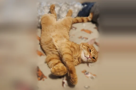 Lost cat, SW Labrousse Rd & SW Middleton Rd, Sherwood - orange male shorthair tabby - photo