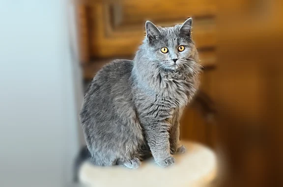Animaux perdus Sagy, photo: Chat perdu, Sente du Vaux Persan, Sagy - femelle, longs poils gris