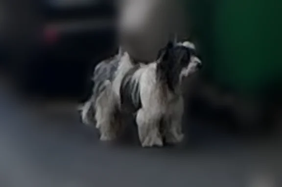 Animaux trouvés Paris, photo: Chien trouvé, Rue Saint-Marc, 12, Paris
