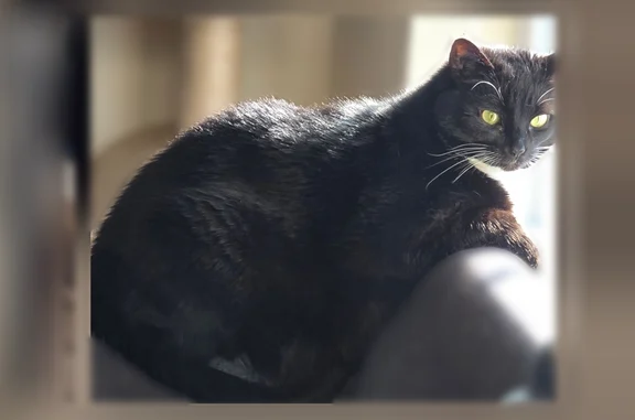 Lost cat, Oxford Lane, Hampstead, Essex - female, all black with white neck, belly and paws - photo