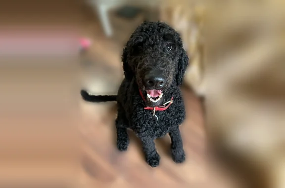 Lost pets Louisville, photo: Lost dog, female, Don Allen Road, 127, Louisville - jet black golden doodle