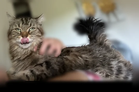 Lost cat, Village Drive, 11, Southbridge, Fairfield - female, long-haired tabby and Maine Coon mix - photo