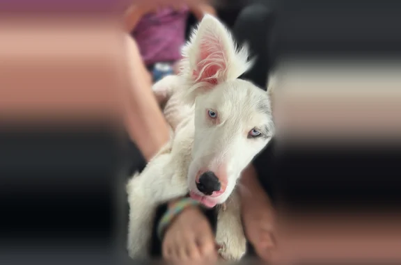 Lost dog, State Highway B, 5305, Ellington - female, all white with blue Merle markings - photo