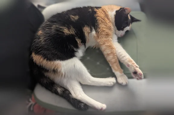 Missing cat Female, Tampa (usl538234) - photo