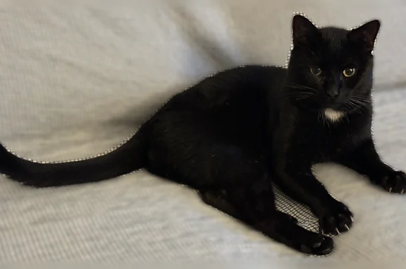 Chat perdu mâle, Rue Ambroise Croizat, 4, Champigny-sur-Marne - petit chat noir - photo