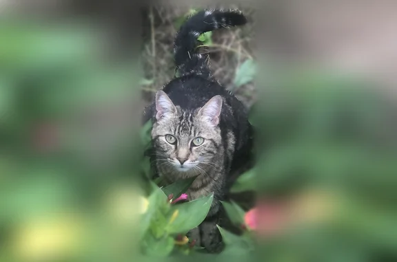 Chat perdu, Avenue Hoche, 12, Pessac - femelle, marron tigrée - photo