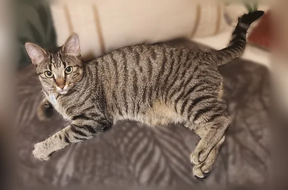 Chat perdu, Châlus, photo: Chat perdu femelle, Lotissement de la Tranchardie, 2, Châlus - pucée et stérilisée
