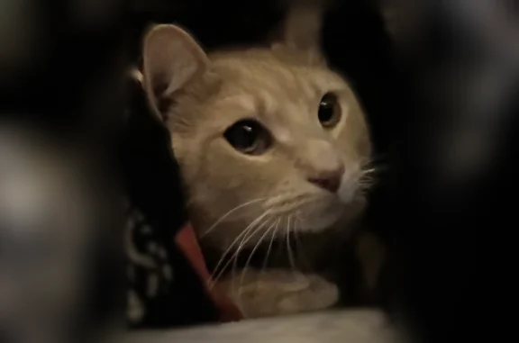 Lost cat, West Burnett Avenue, 222, Louisville - male, mostly orange striped pattern - photo