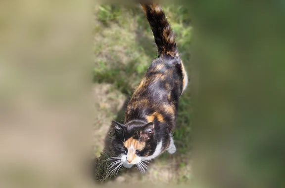 Animaux trouvés Nice, photo: Chat trouvé femelle, La Madeleine-de-Nonancourt, Nice - tricolore noire, toux et blanc