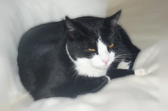 Chat perdu mâle, Rue Maria Callas, 4, Offemont - européen noir et blanc - photo