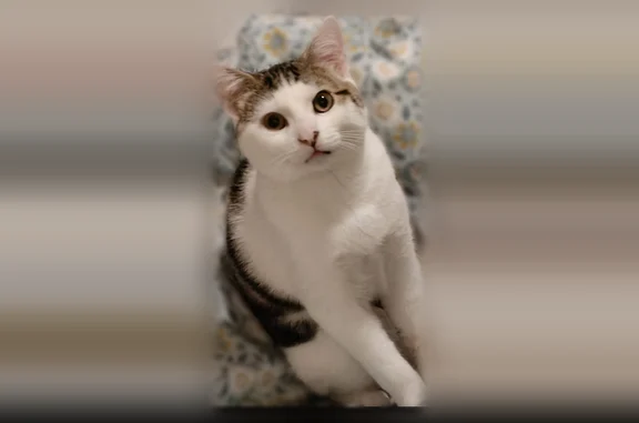 Animaux perdus Chelles, photo: Chat perdu, mâle, Avenue de la Rochelle, 4, Chelles - jeune chat blanc, mince