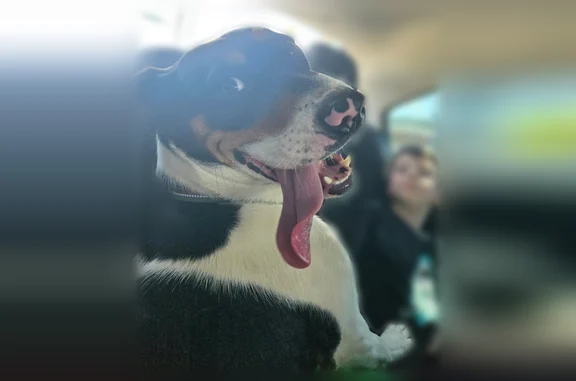 Lost pets Elizabethton, photo: Lost dog, female, Pleasant Hill Lane, 139, Elizabethton - black and white with a little brown