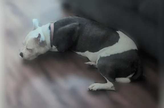 Lost pets Vista, photo: Lost dog, Hacienda Drive, Vista, Phoenix - female, gray and white, fixed